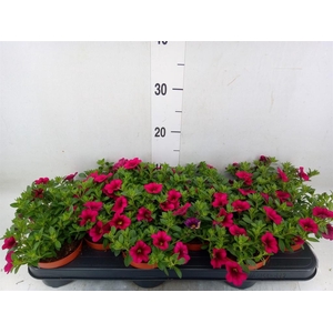 Calibrachoa  'Minifam Purple'