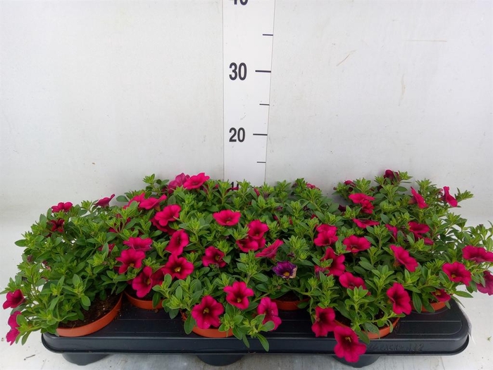 <h4>Calibrachoa  'Minifam Purple'</h4>