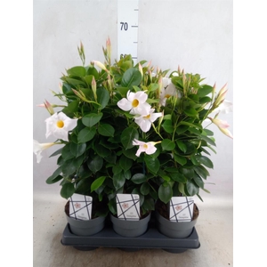 Mandevilla am. 'Diaman Jade White'