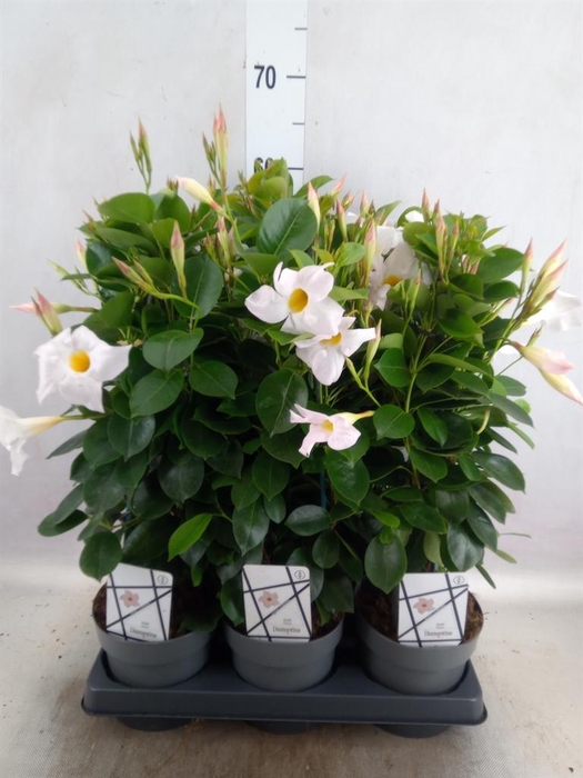 <h4>Mandevilla am. 'Diaman Jade White'</h4>