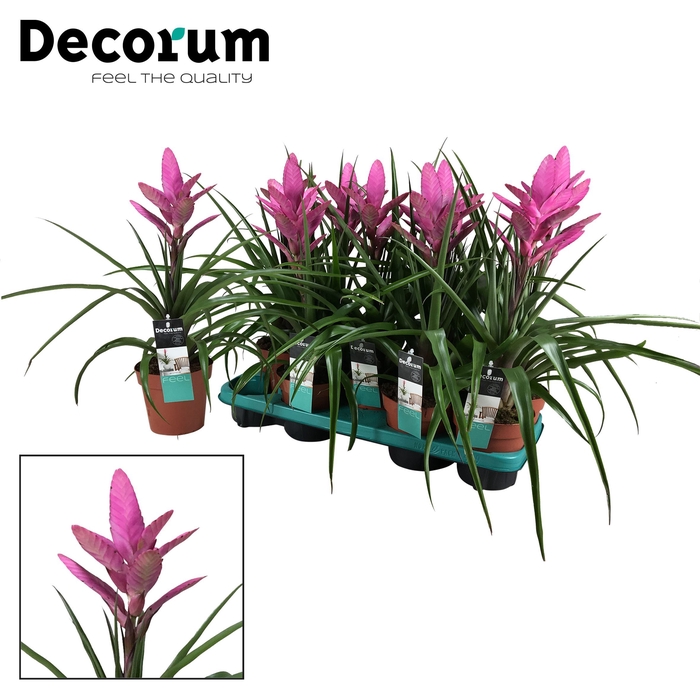 <h4>Tillandsia Amira (Decorum)</h4>