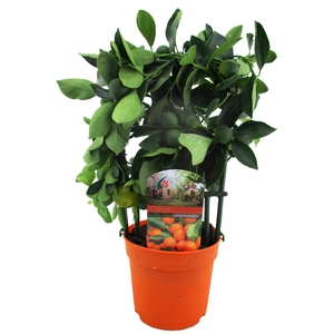 Citrus calamondin