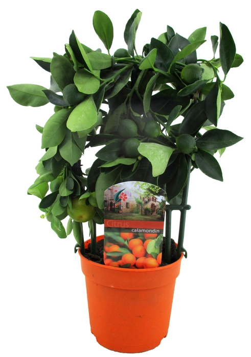 <h4>Citrus calamondin</h4>