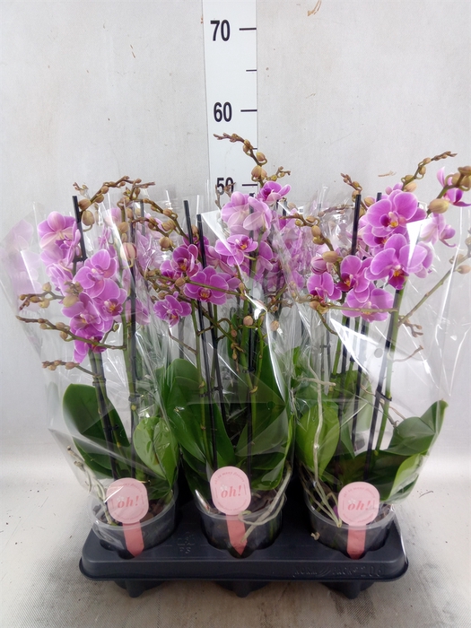 Phalaenopsis multi. 'FC Friday Fli'