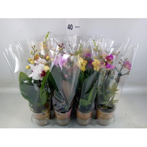 Phalaenopsis   ...mix