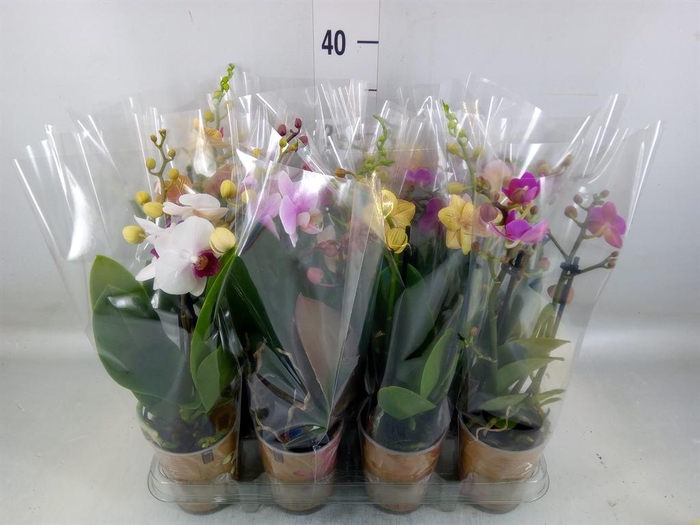 <h4>Phalaenopsis ...mix</h4>