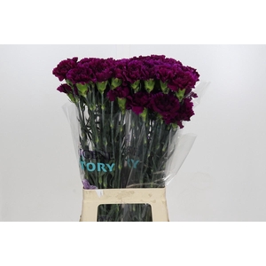 Dianthus St Florigene Moontea