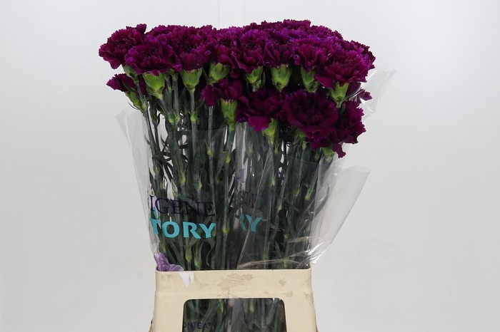 <h4>Dianthus St Florigene Moontea</h4>