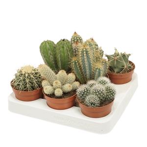 Cactus mix 8,5 cm in 8 gaats tray