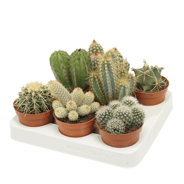 <h4>Cactus mix 8,5 cm in 8 gaats tray</h4>