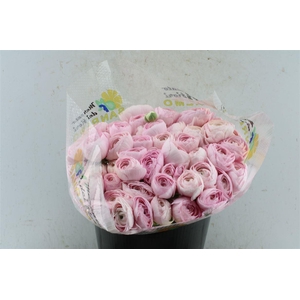 Ran Kloon Extra Rose 121