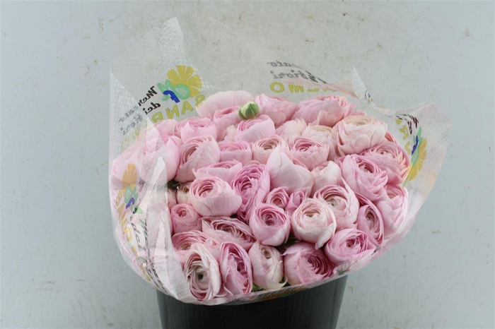 <h4>Ran Kloon Extra Rose 121</h4>