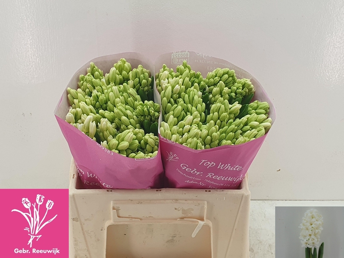 <h4>HYAC TOP WHITE</h4>