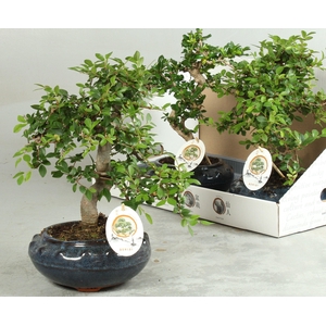 BONSAI GEM