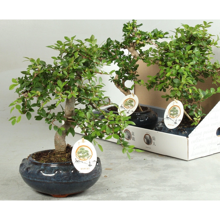 <h4>BONSAI GEM</h4>