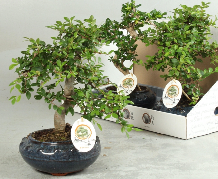 BONSAI GEM
