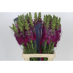 Antirrhinum Potomac Bordeaux