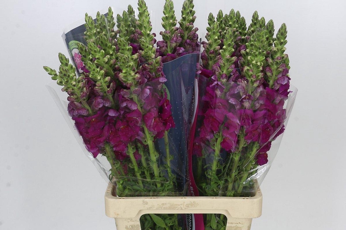 <h4>Antirrhinum Potomac Burgundy</h4>