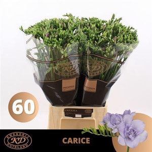 Fr Du Carice Pale Blue