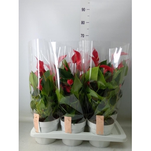 Anthurium  'Banderola Roja'