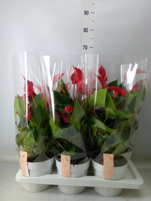 <h4>Anthurium  'Banderola Roja'</h4>