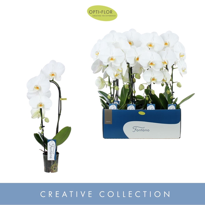 <h4>Phalaenopsis wit meer takken</h4>