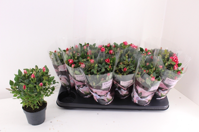 <h4>RO GIGI PARTY</h4>