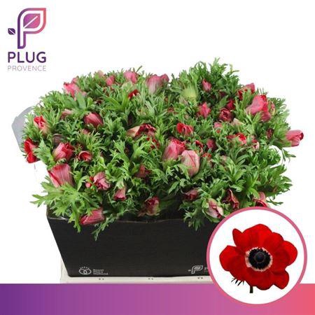 <h4>Anem Marianne Red</h4>