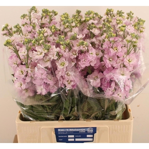 MATTHIOLA INCANA 'MATHILDA PINK'