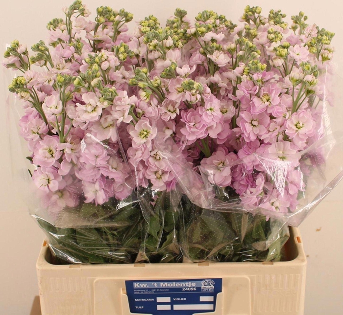 <h4>MATTHIOLA INCANA 'MATHILDA PINK'</h4>
