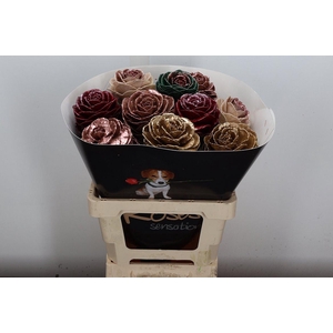 Brassica Wx (ex) Mix Copper