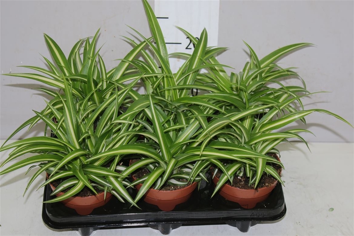 Chlorophytum Co Variegatum