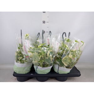 Epipremnum pinn. 'NJoy'