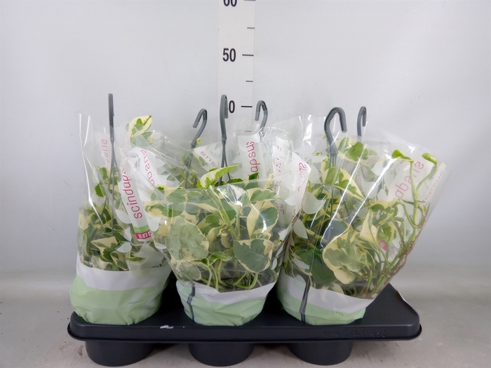 <h4>Epipremnum pinn. 'NJoy'</h4>