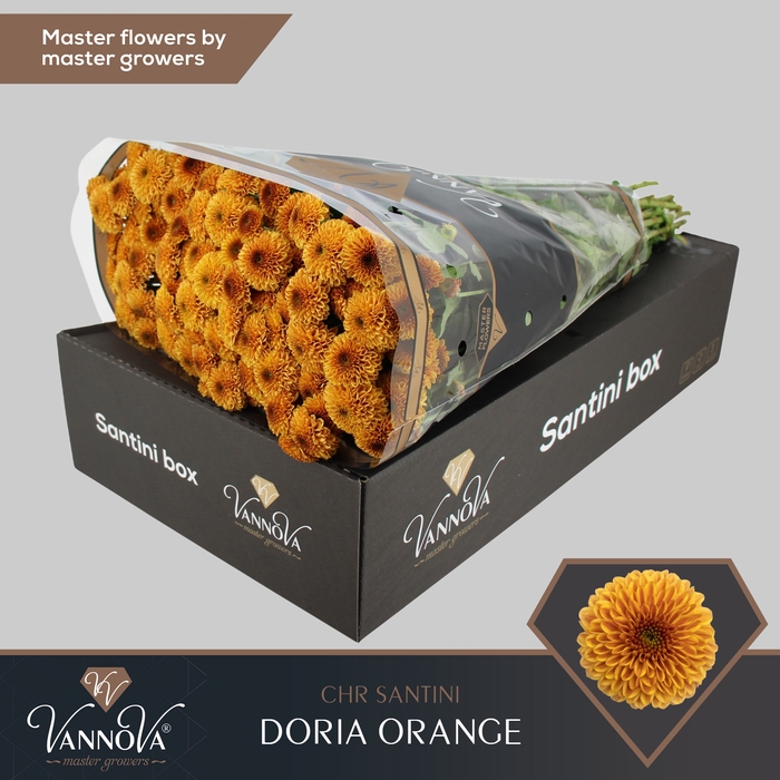 <h4>Chrysanten Chr S Doria Oran</h4>