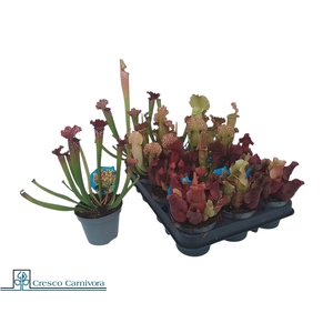 SARRACENIA OV
