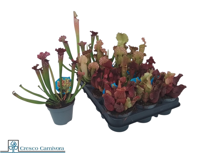 <h4>SARRACENIA OV</h4>