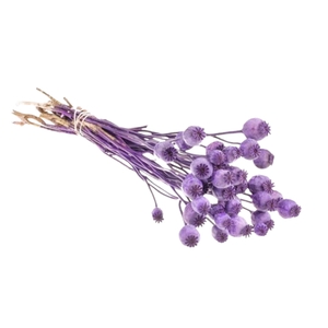 Droogbloemen - Papaver Purple