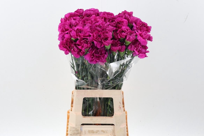 <h4>Di St Yara+</h4>