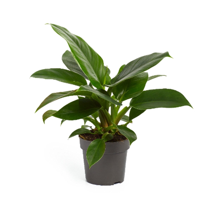 <h4>Philodendron Imperial Green</h4>