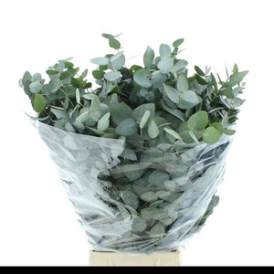 EUC CINEREA PER BOS