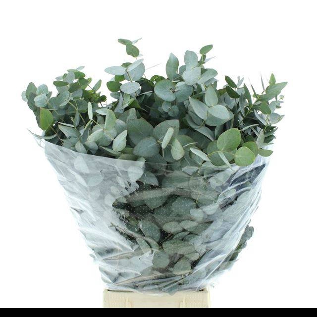 <h4>EUC CINEREA PER BOS</h4>