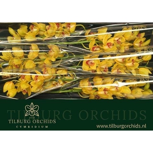 CYMB T YELLOW MONICA