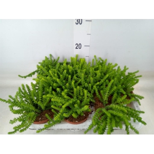 Crassula   ...