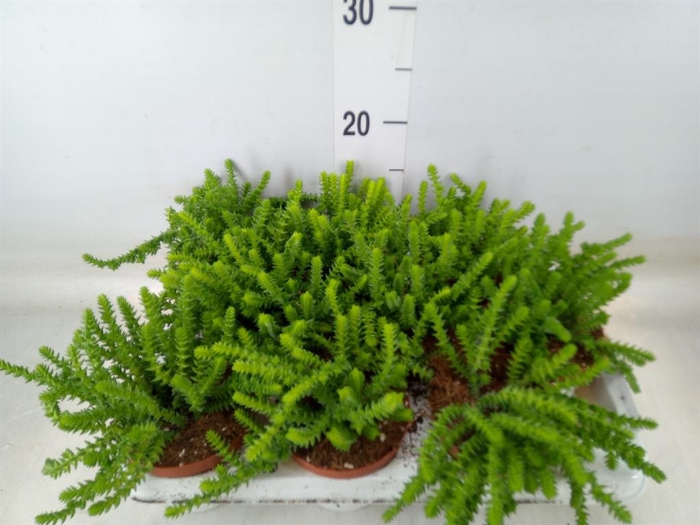 <h4>Crassula ...</h4>