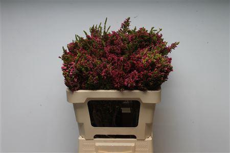 <h4>Kaaps Erica Baccas</h4>