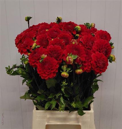 <h4>Dahl Red Cap</h4>