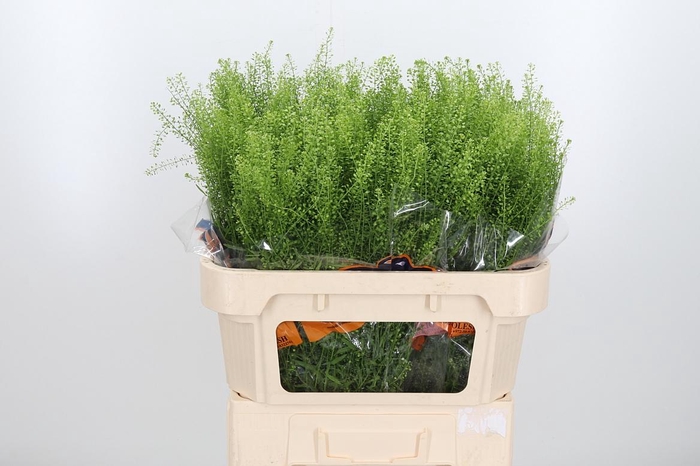 <h4>Lepidium Green Bell</h4>