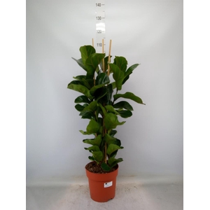 Ficus lyrata 'Bambino'