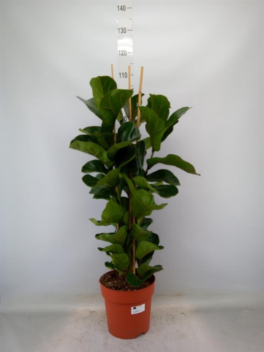 <h4>Ficus lyrata 'Bambino'</h4>